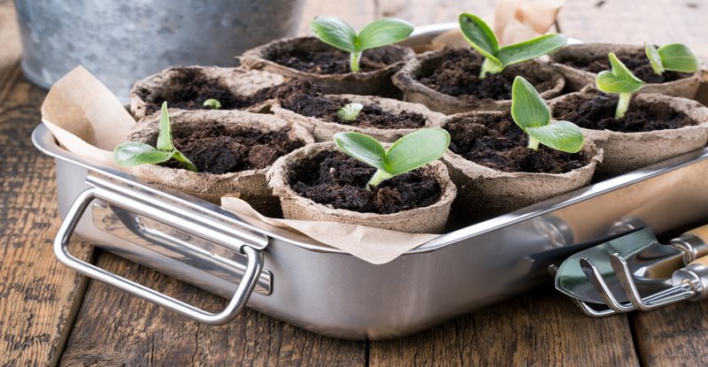 Professional Virtual Networking Event: Grow your own Sprouts