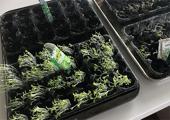 Recap: Grow Your Own Sprouts