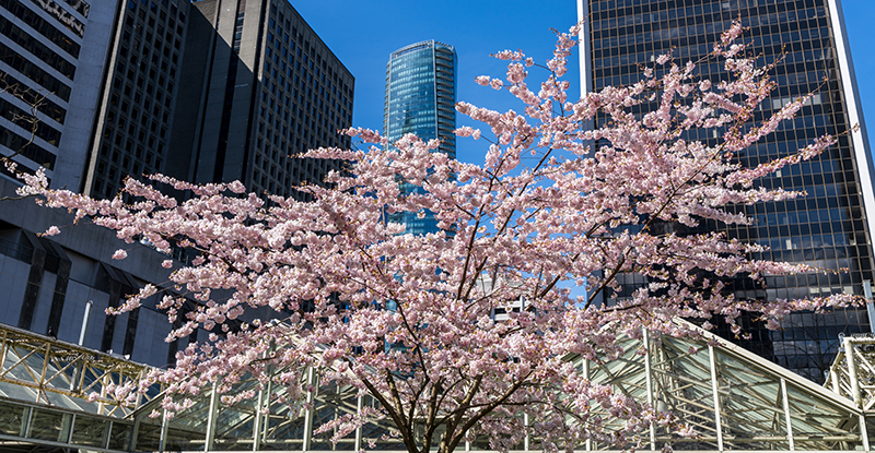 BC springs forward with strong economy, but inflationary and labour supply pressures loom BC springs forward with strong economy, but inflationary and labour supply pressures loom
