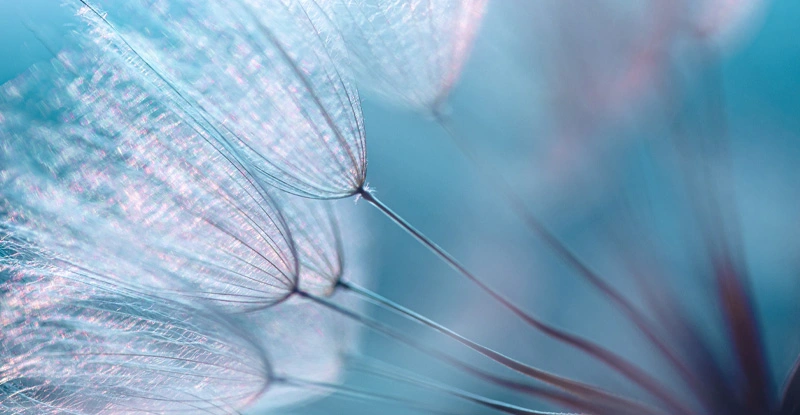 Dandelion seed at sunset