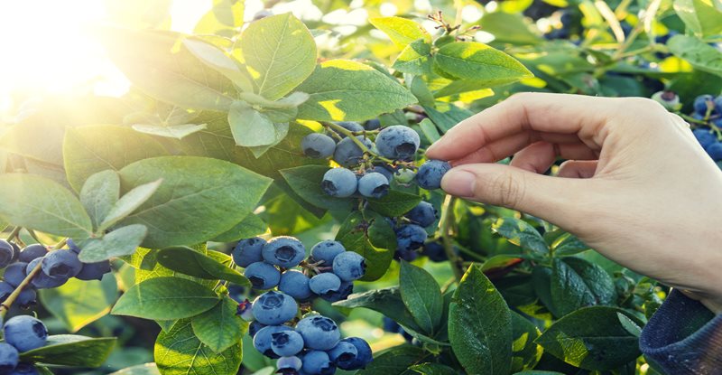 CPABC RSD Chapter Community Volunteer Event - Fruit Pickers 